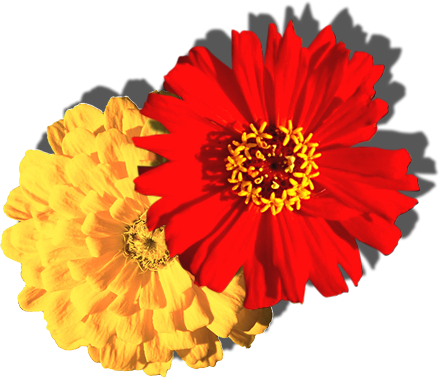 flowers_7691.png