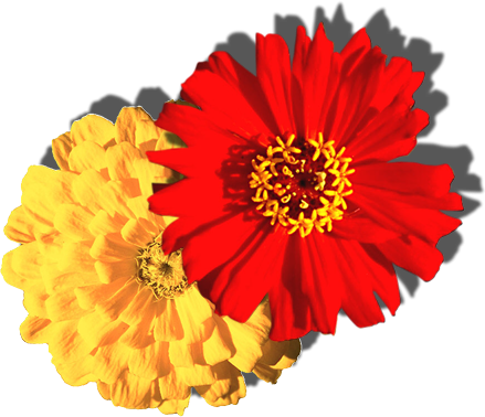 flowers_9906.png